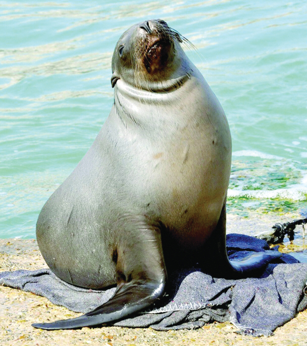 A harbour seal also known as a common seal, basks in the sun in the Lebanese southern port city of Tyre April 22, 2013. Local media reported that the sighting of seals along the shores of Tyre was a first in Lebanese waters. AFP PHOTO/STR