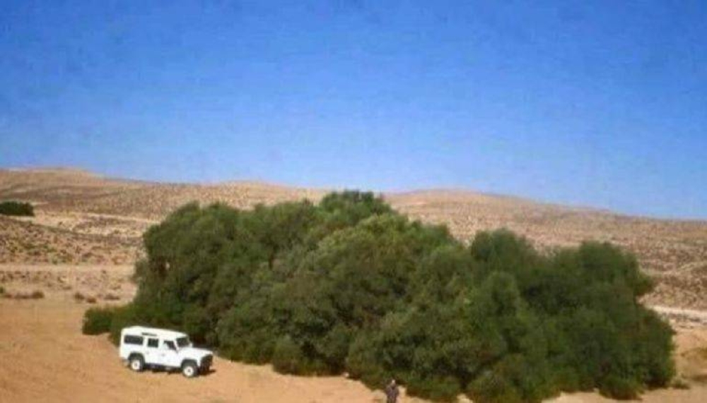 135-221334-tunisia-season-oil-olive_700x400